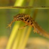 Colek obecny - Triturus vulgaris - Smooth Newt 7084